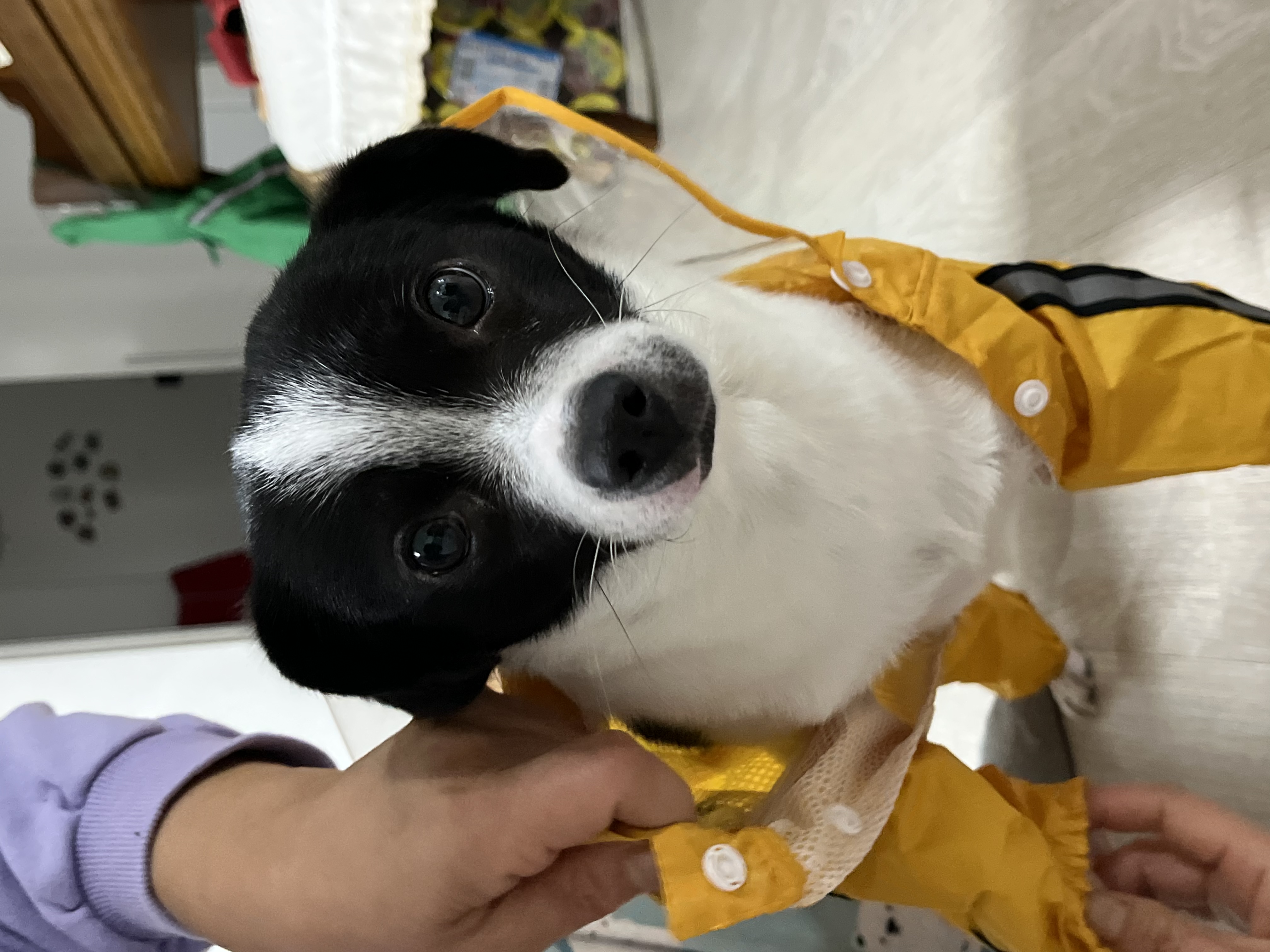 과다사육현장 구조/지아(라일락) 2년 입양 후기🐼