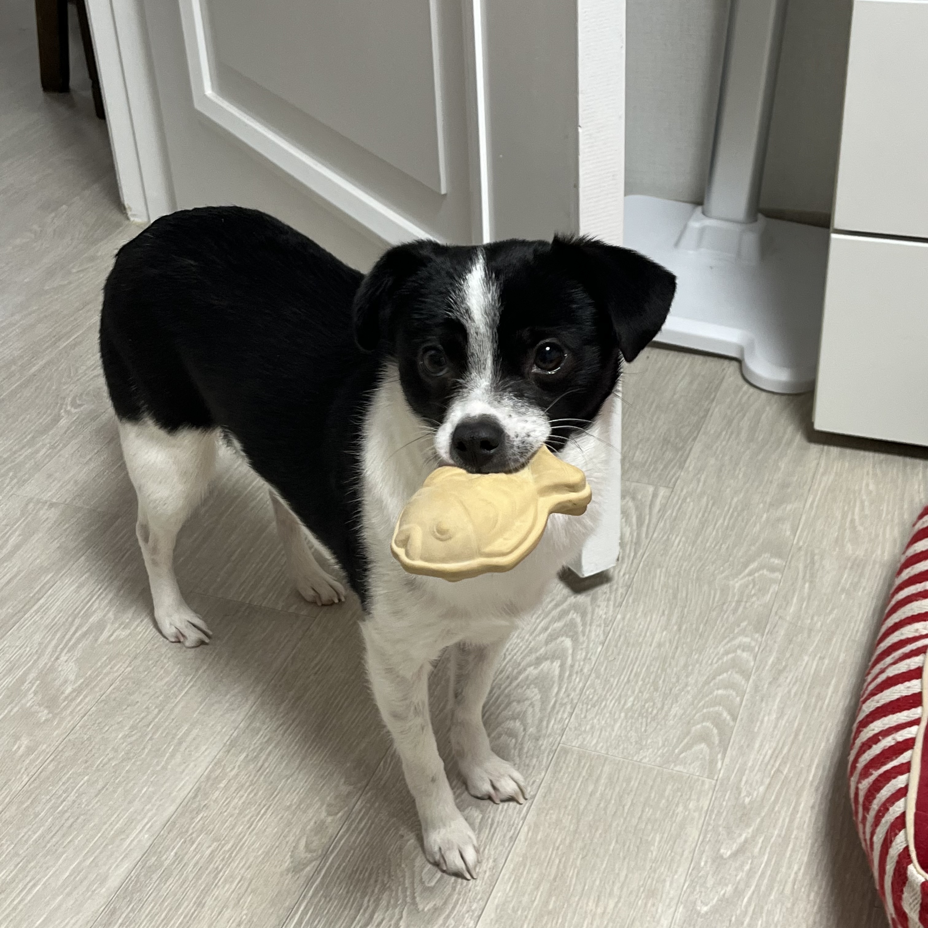 과다사육현장 구조/지아(라일락) 2년 입양 후기🐼