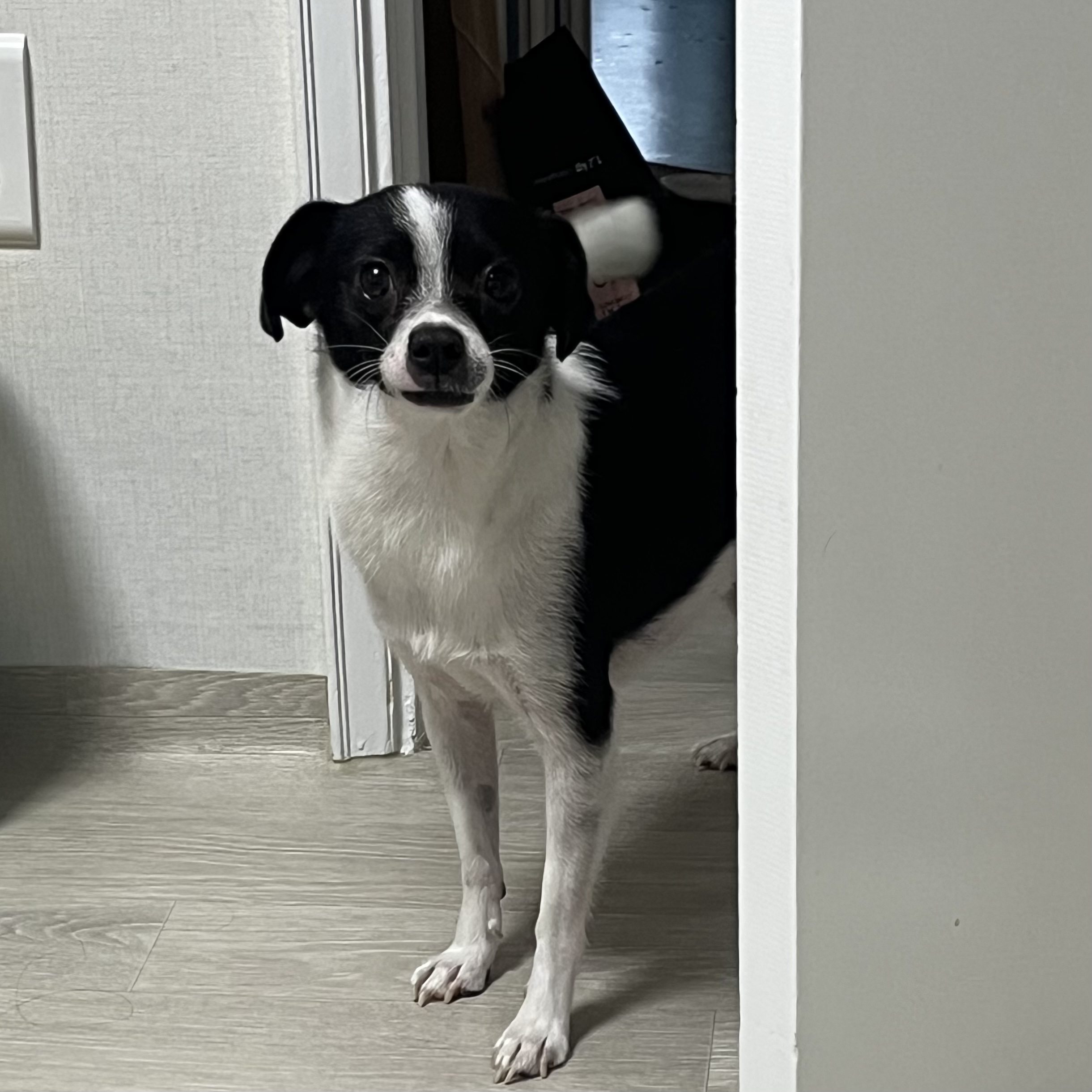 과다사육현장 구조/지아(라일락) 2년 입양 후기🐼