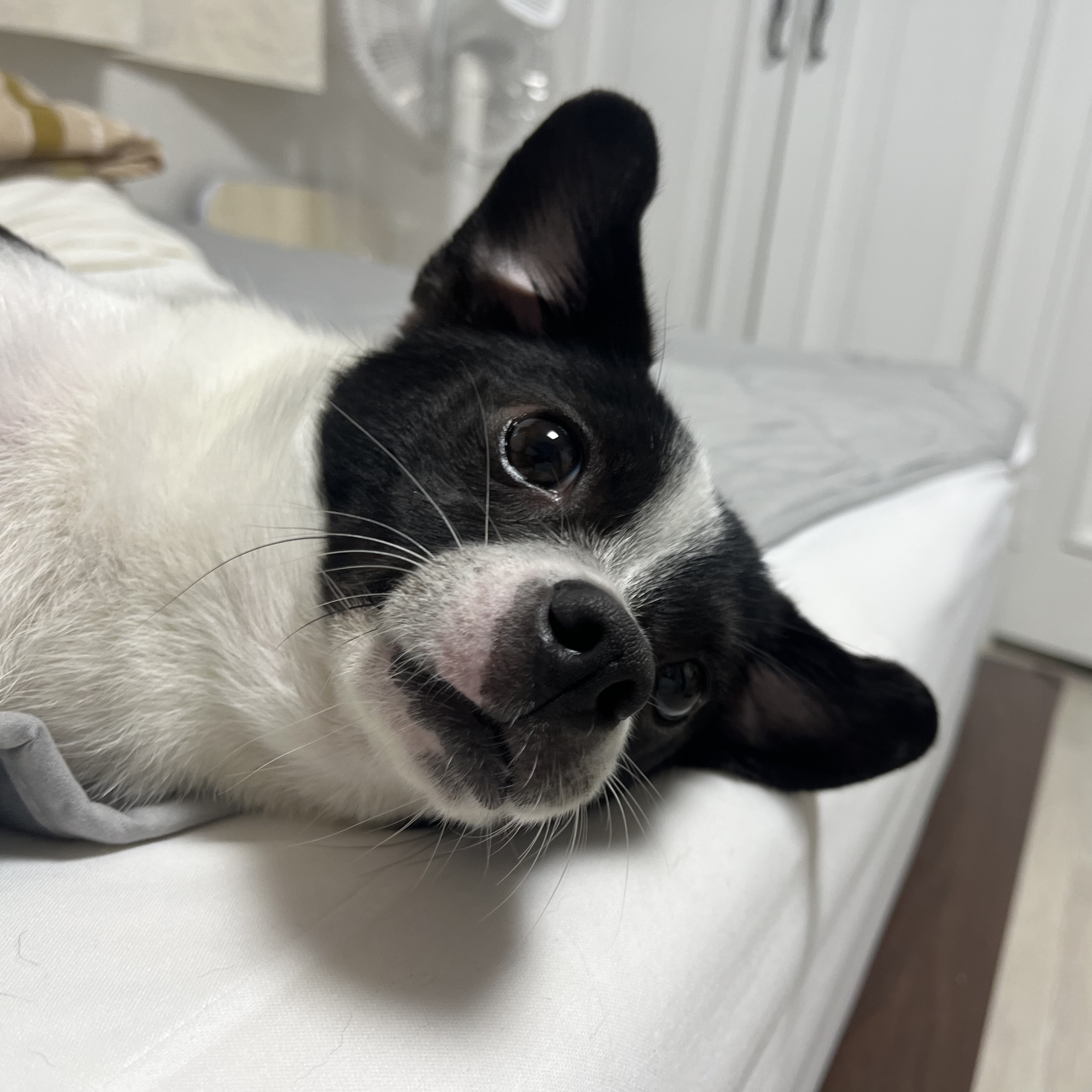 과다사육현장 구조/지아(라일락) 2년 입양 후기🐼