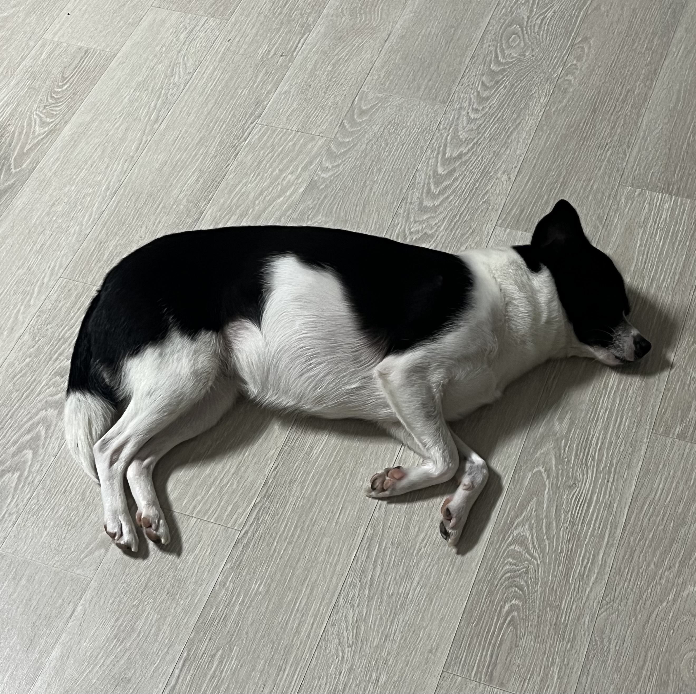 과다사육현장 구조/지아(라일락) 2년 입양 후기🐼