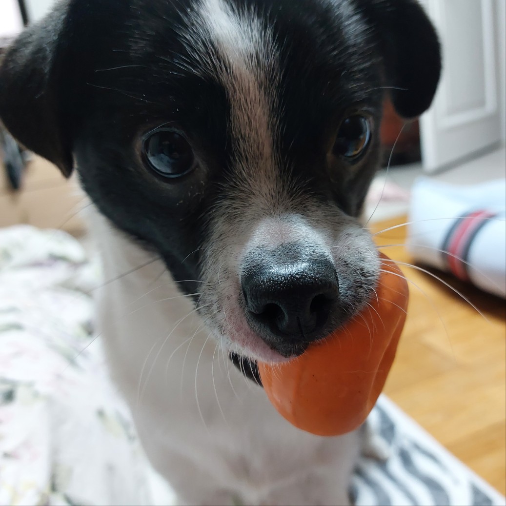 과다사육현장 구조/지아(라일락) 2년 입양 후기🐼