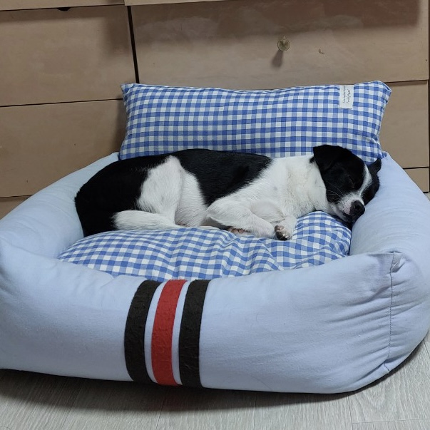 과다사육현장 구조/지아(라일락) 2년 입양 후기🐼