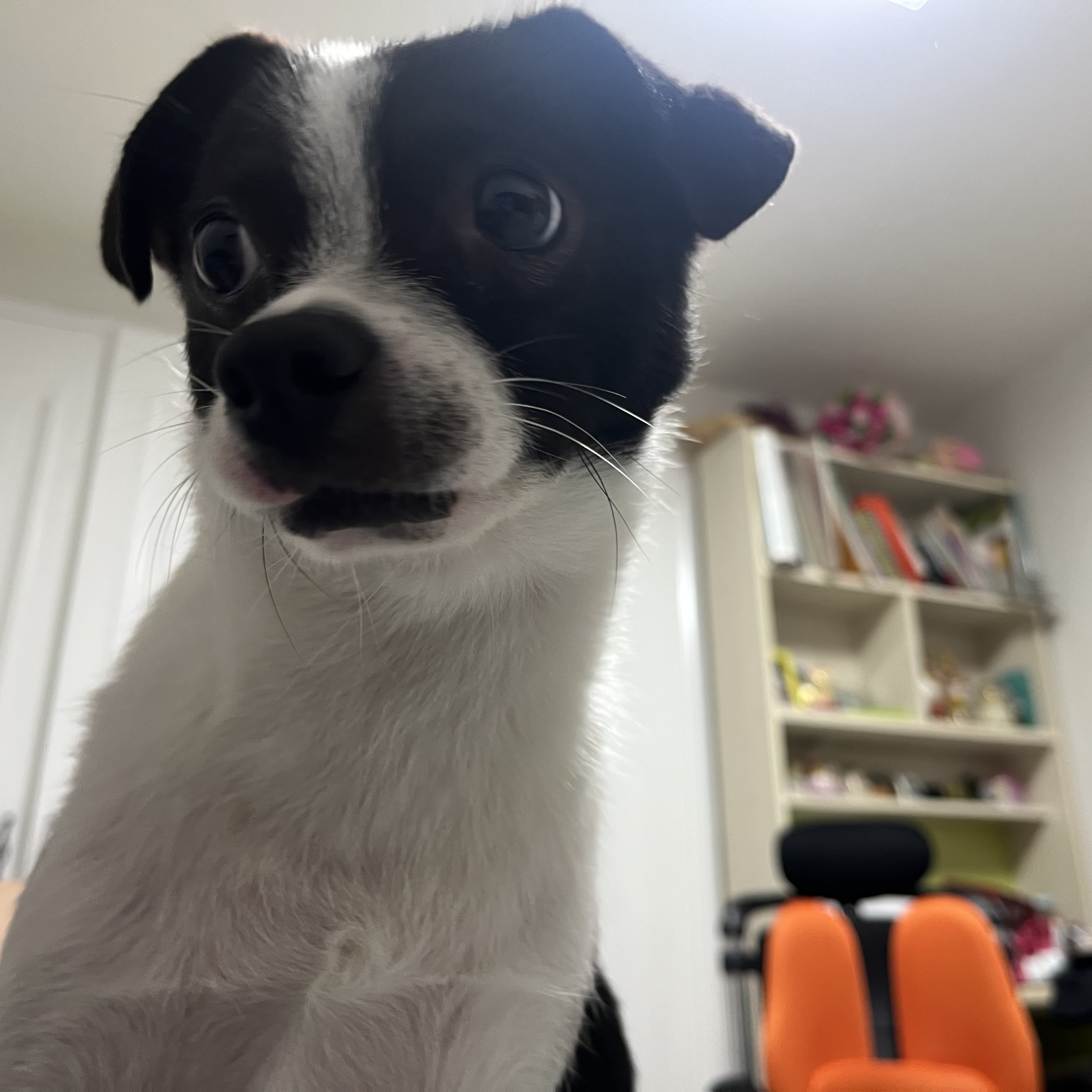 과다사육현장 구조/지아(라일락) 2년 입양 후기🐼