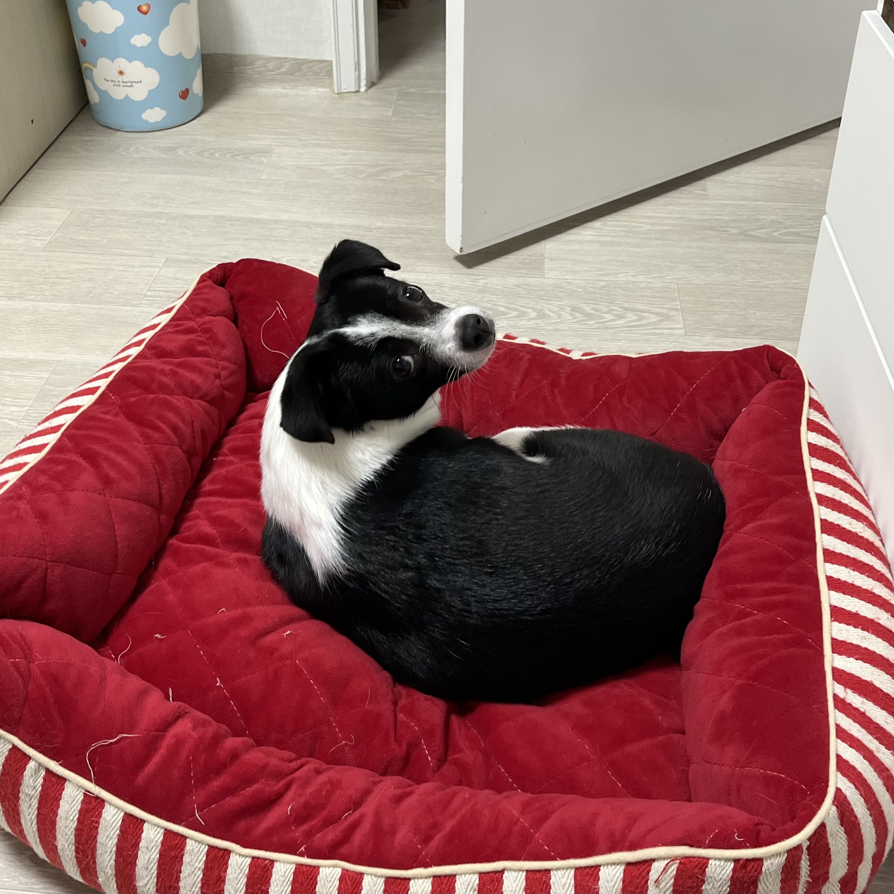 과다사육현장 구조/지아(라일락) 2년 입양 후기🐼