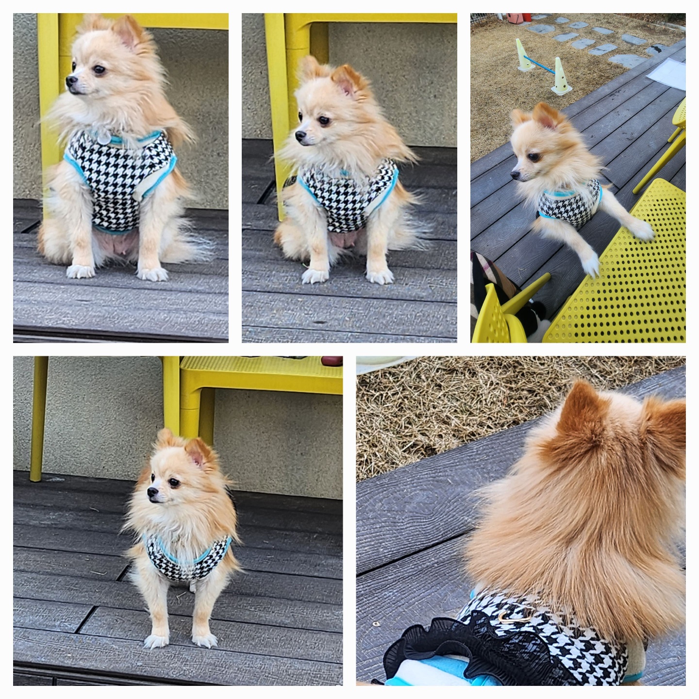 호두는 수영을 넘 잘해요. 율무는 잠수함. 