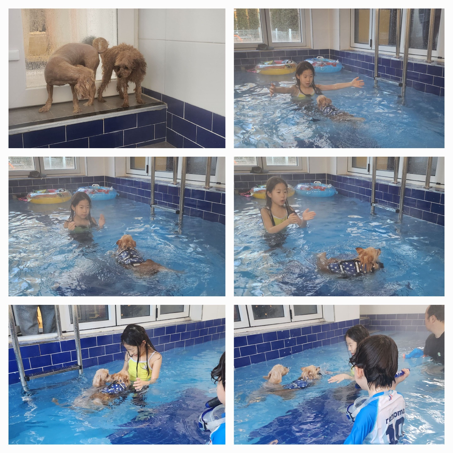 호두는 수영을 넘 잘해요. 율무는 잠수함. 