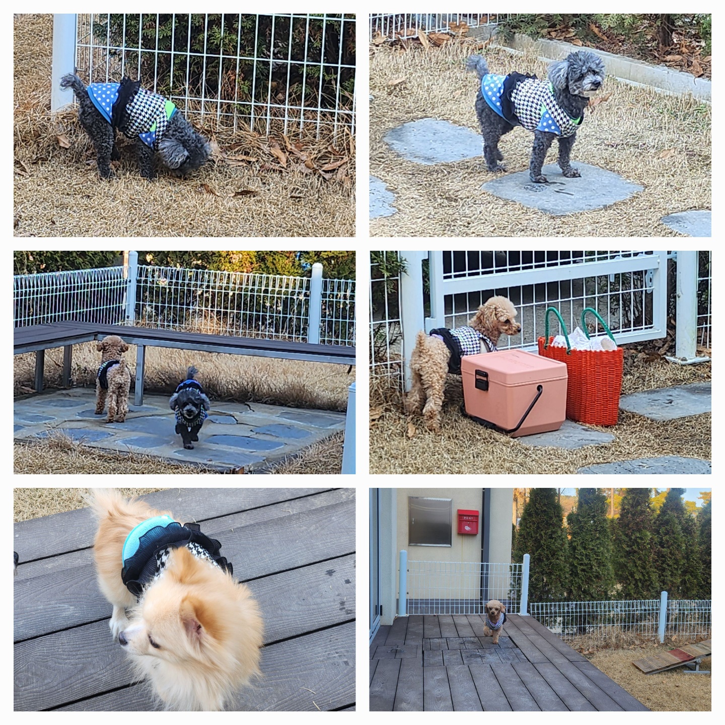 호두는 수영을 넘 잘해요. 율무는 잠수함. 