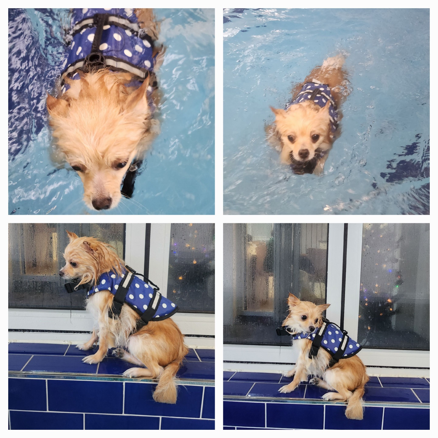 호두는 수영을 넘 잘해요. 율무는 잠수함. 