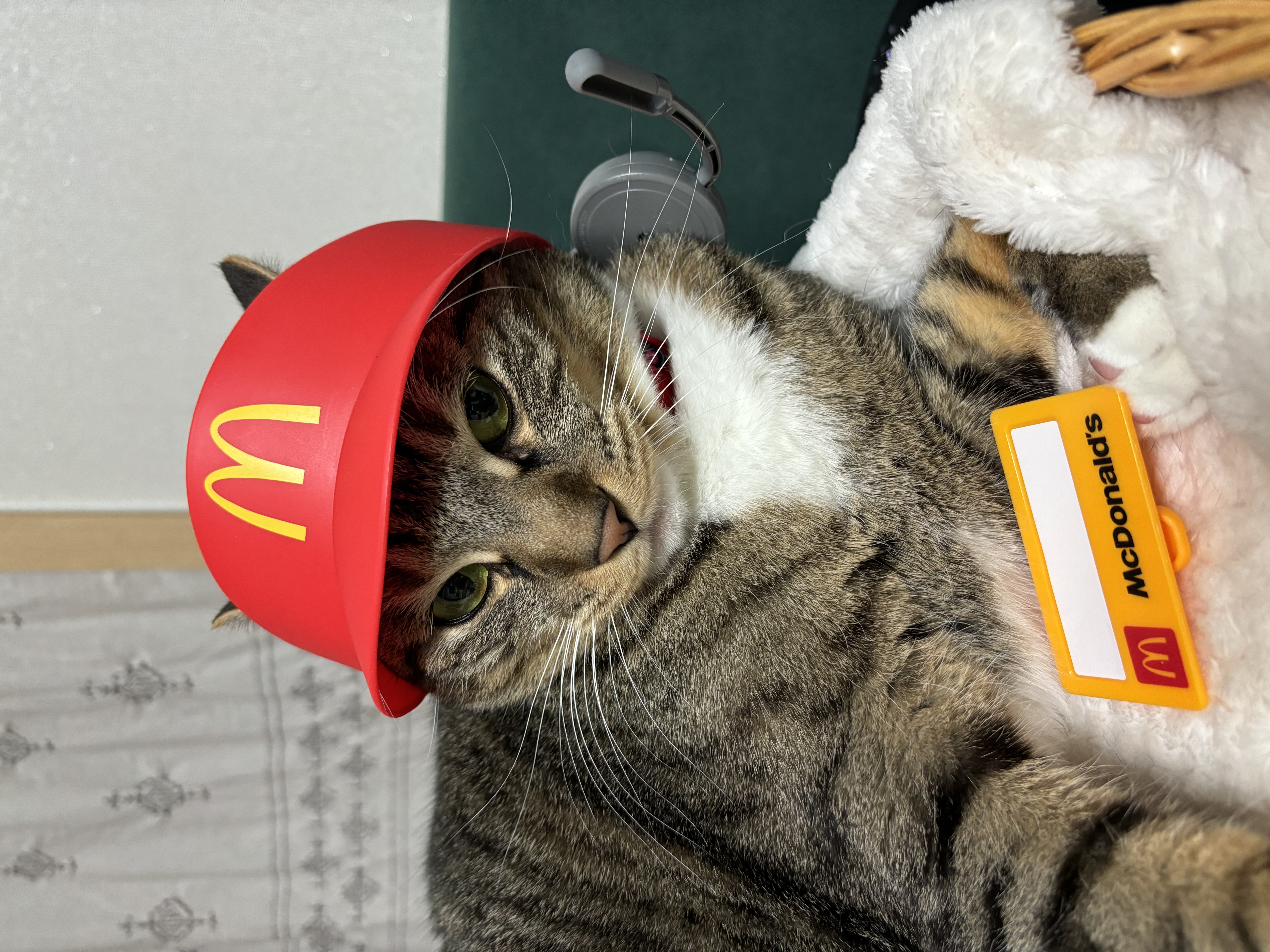 복동(9년)&깨비(4.6년) 건강히 잘 지냅니다~