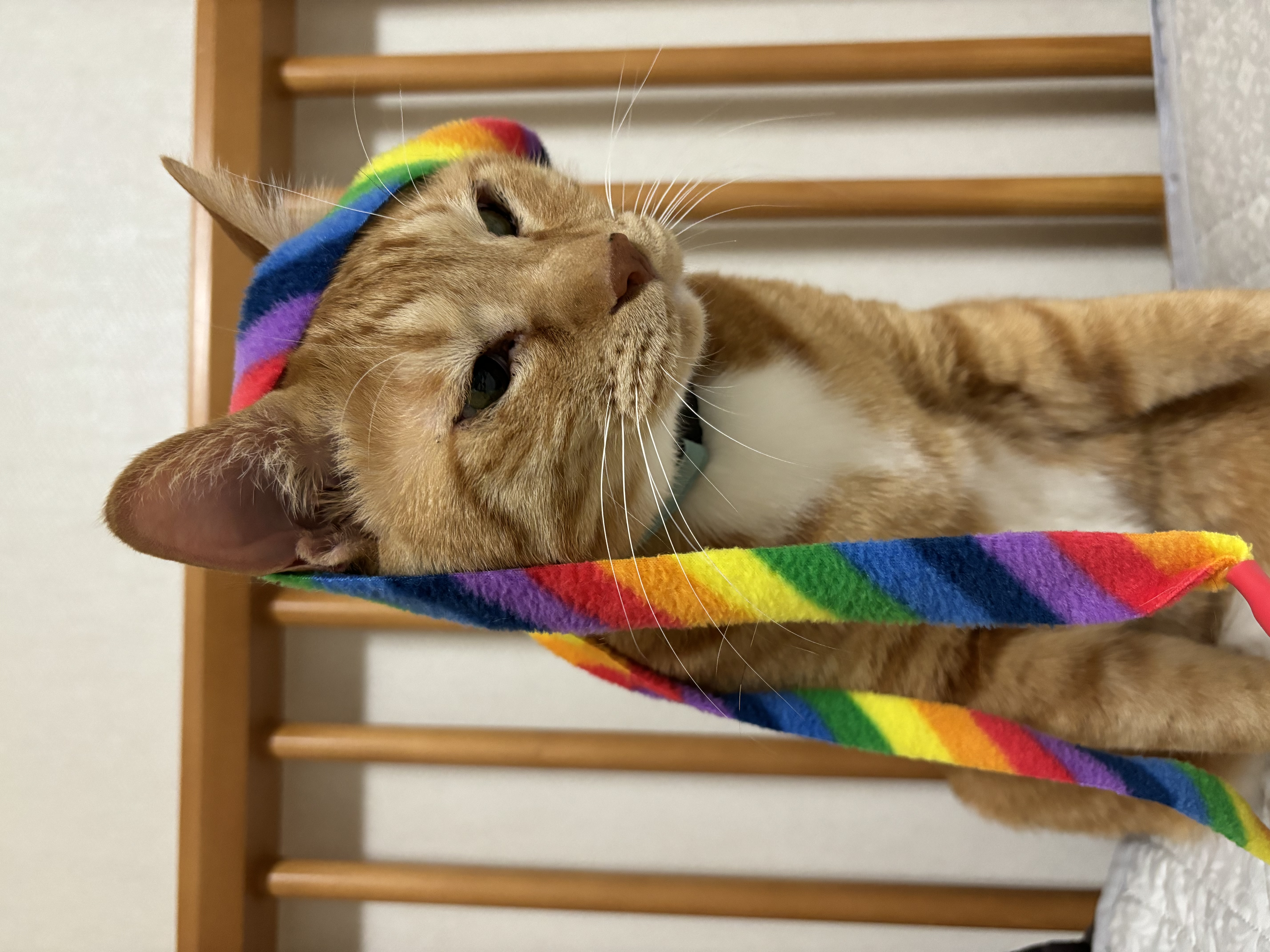 복동(9년)&깨비(4.6년) 건강히 잘 지냅니다~