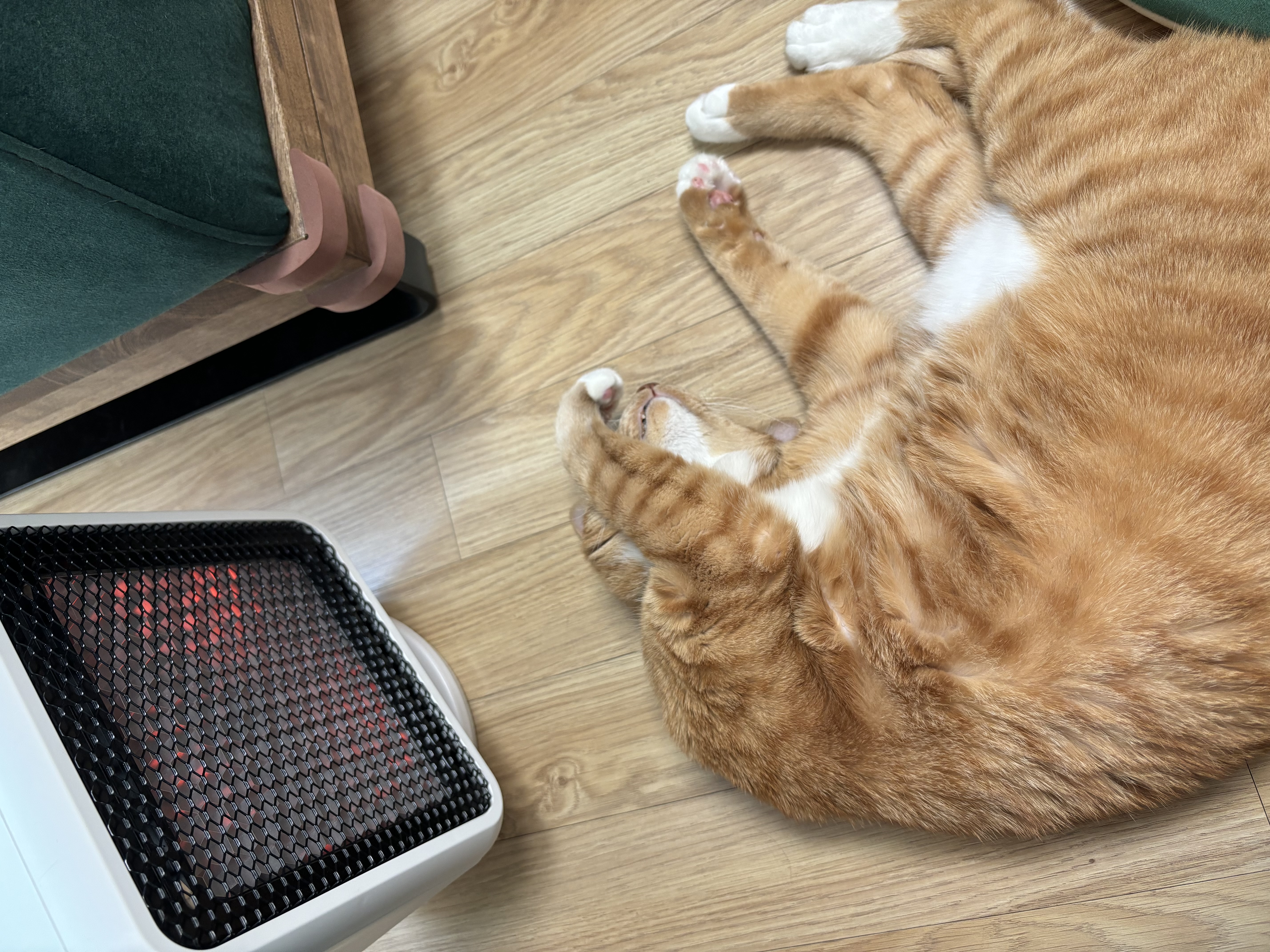 복동(9년)&깨비(4.6년) 건강히 잘 지냅니다~