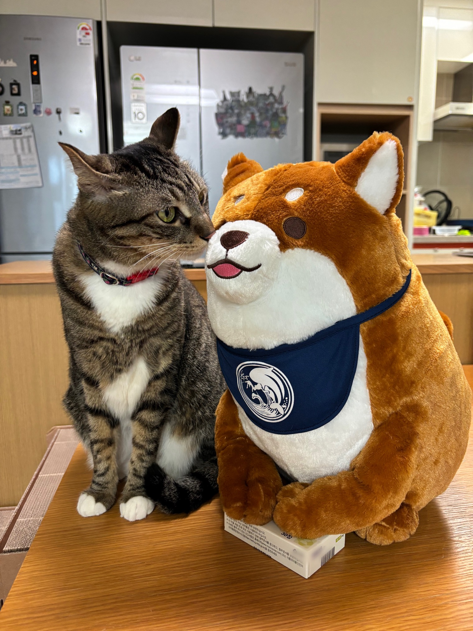 복동(9년)&깨비(4.6년) 건강히 잘 지냅니다~