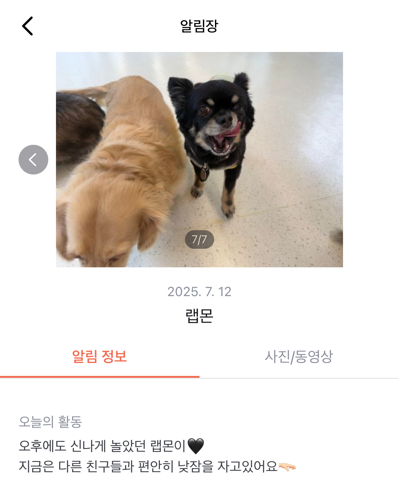랩몬 임보 한달차 소식입니당!^^