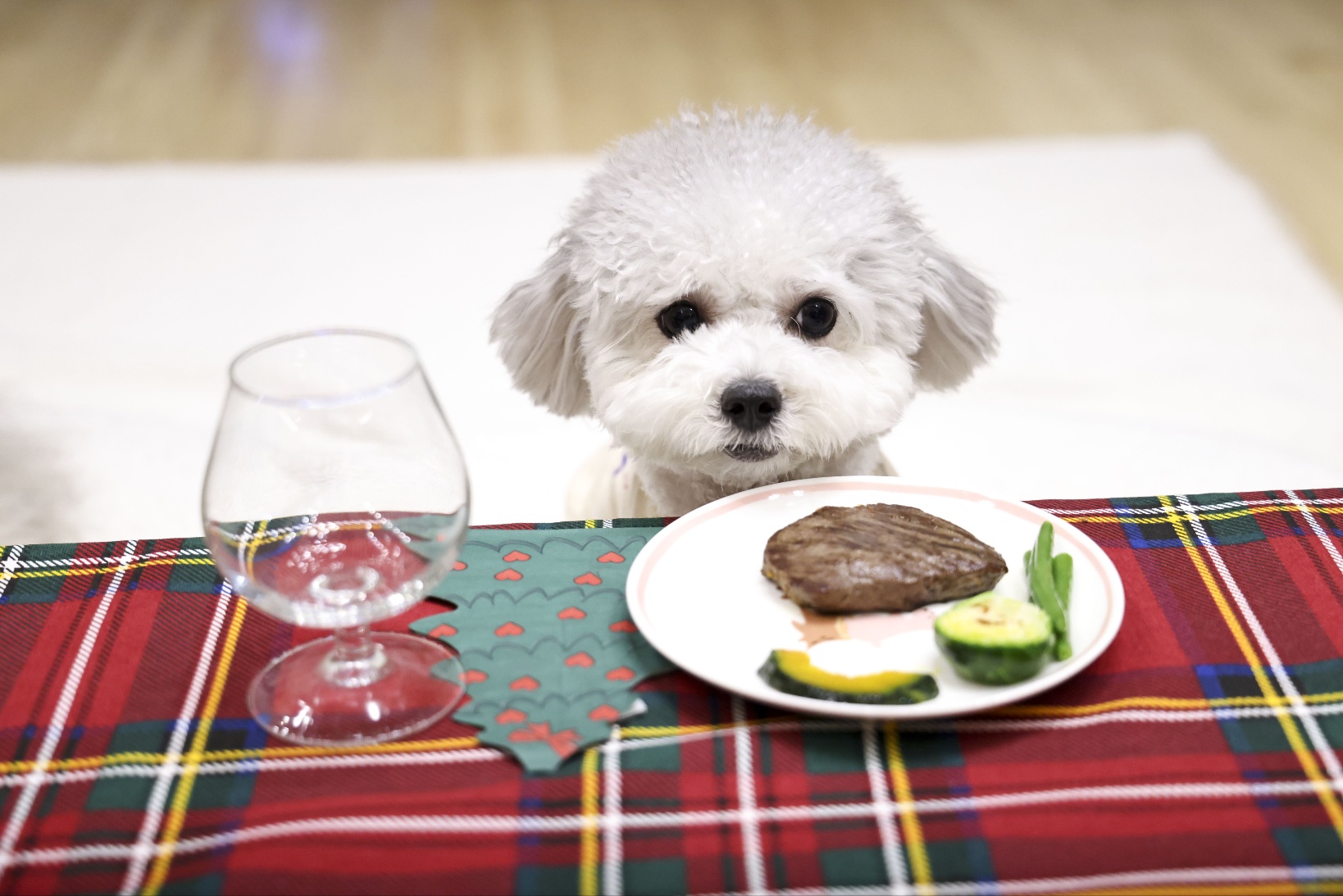 [임보]🧡달록이🧡의 7개월(원주구조견)