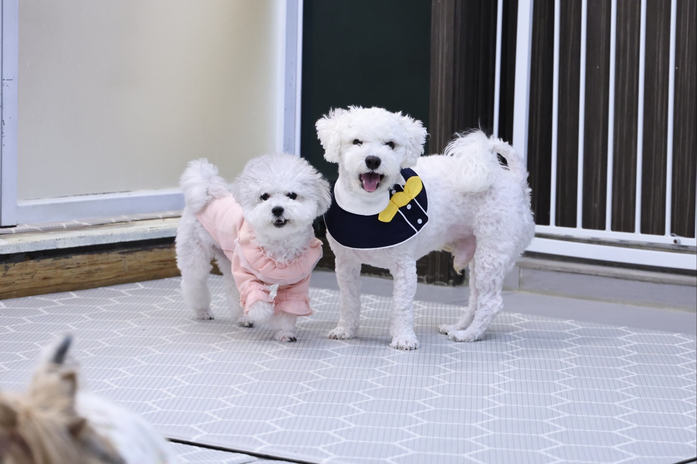 [임보]🧡달록이🧡의 7개월(원주구조견)