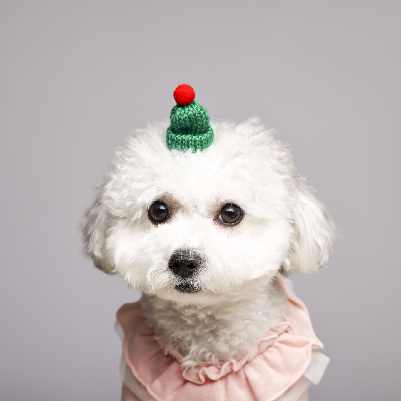 [임보]🧡달록이🧡의 7개월(원주구조견)