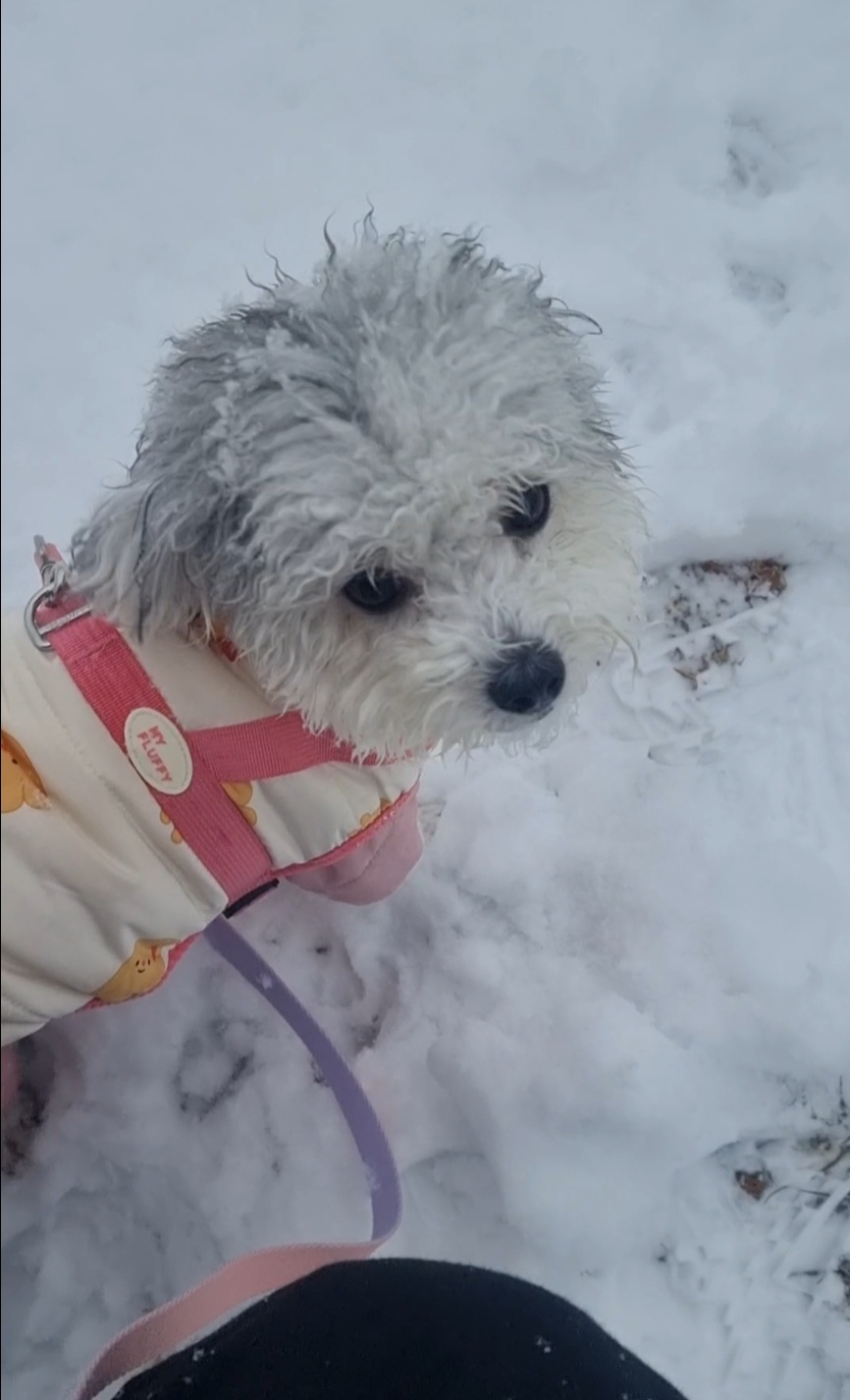 [임보]🧡달록이🧡의 7개월(원주구조견)