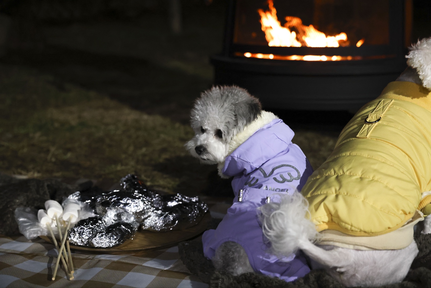 [임보]🧡달록이🧡의 7개월(원주구조견)