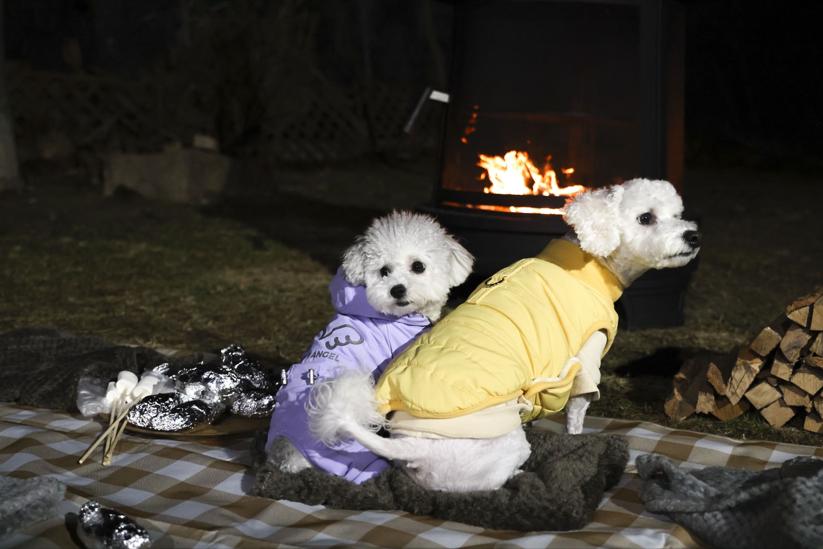 [임보]🧡달록이🧡의 7개월(원주구조견)