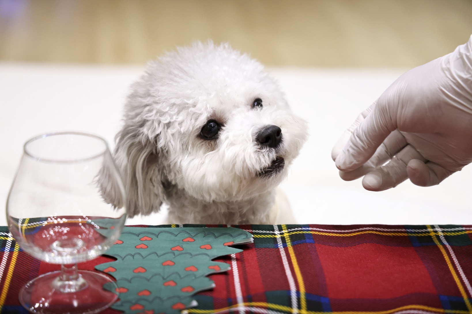 [임보]🧡달록이🧡의 7개월(원주구조견)