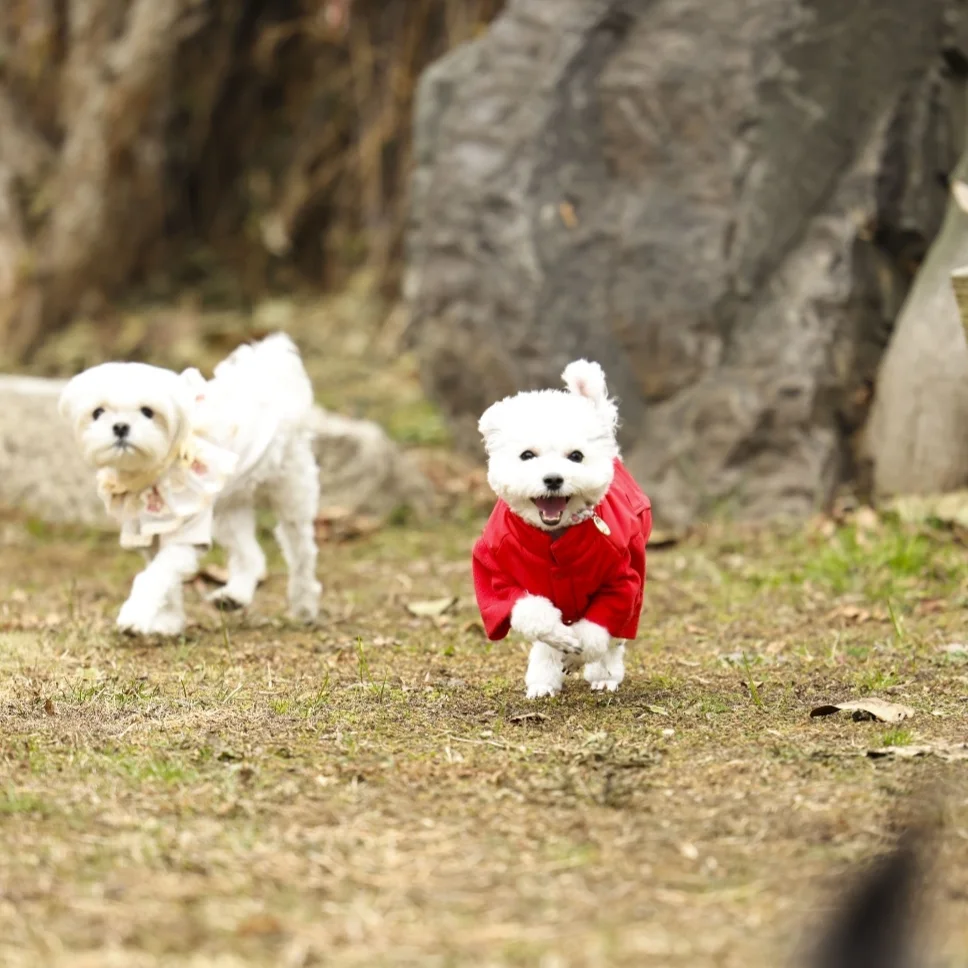 [임보]🧡달록이🧡의 7개월(원주구조견)