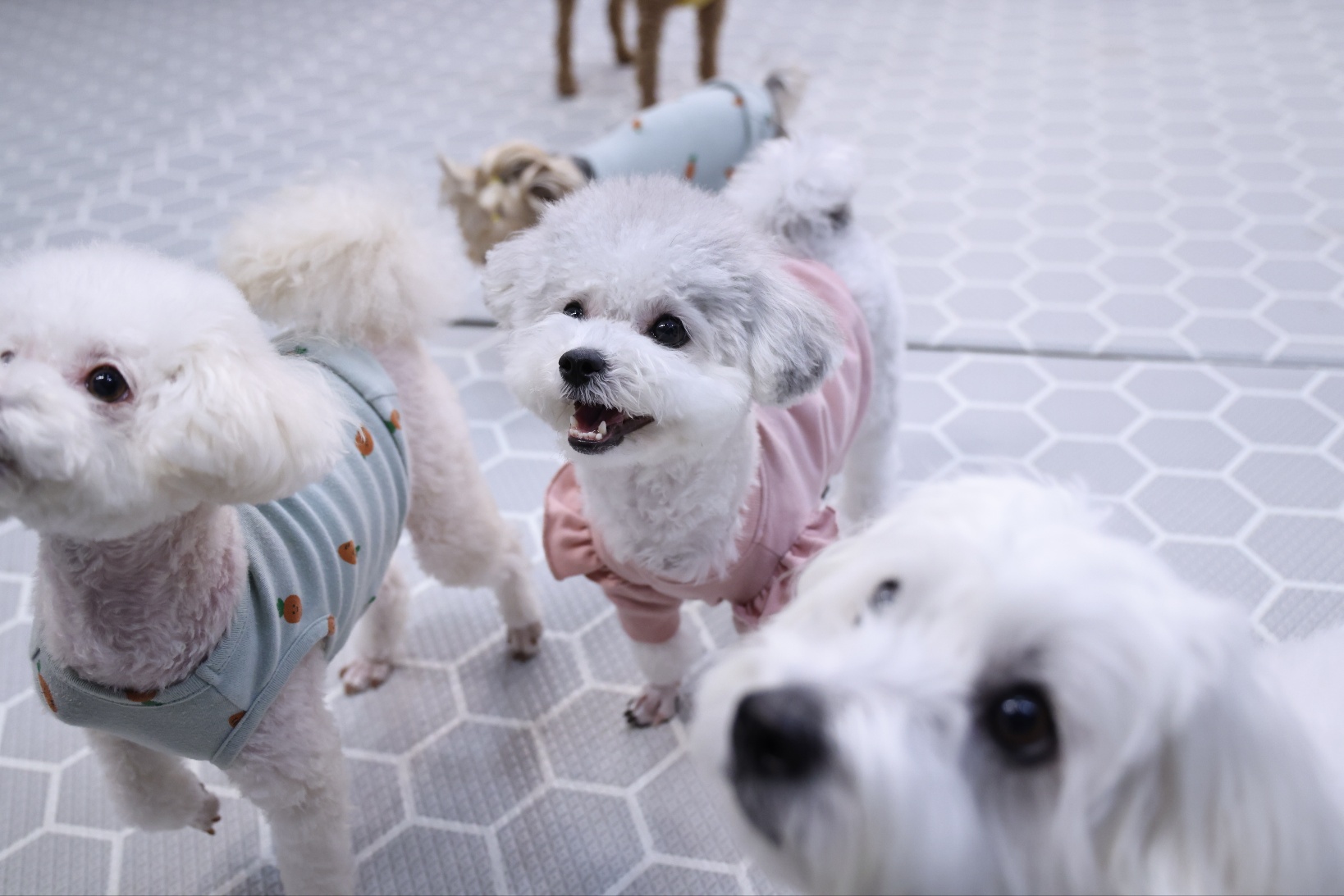 [임보]🧡달록이🧡의 7개월(원주구조견)