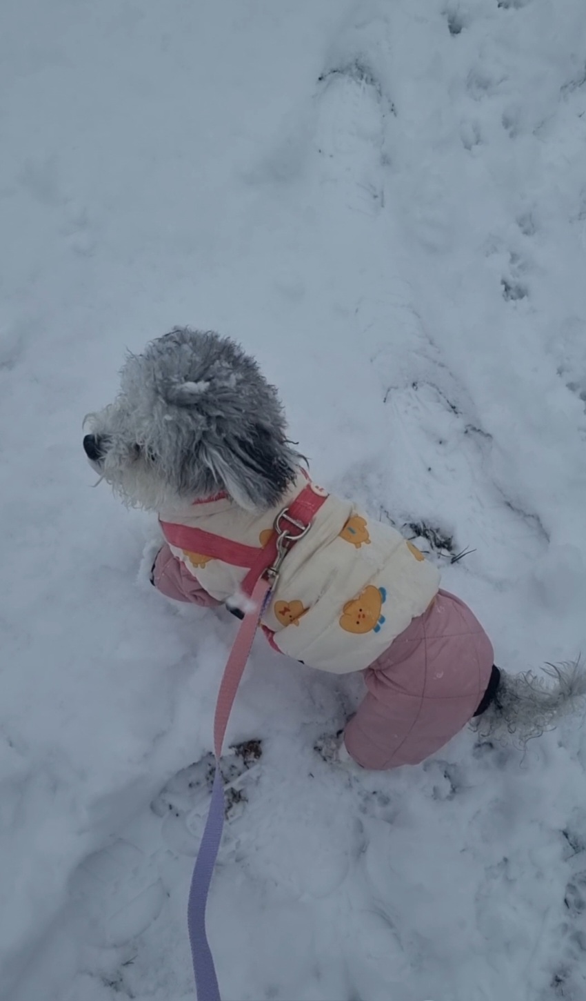 [임보]🧡달록이🧡의 7개월(원주구조견)