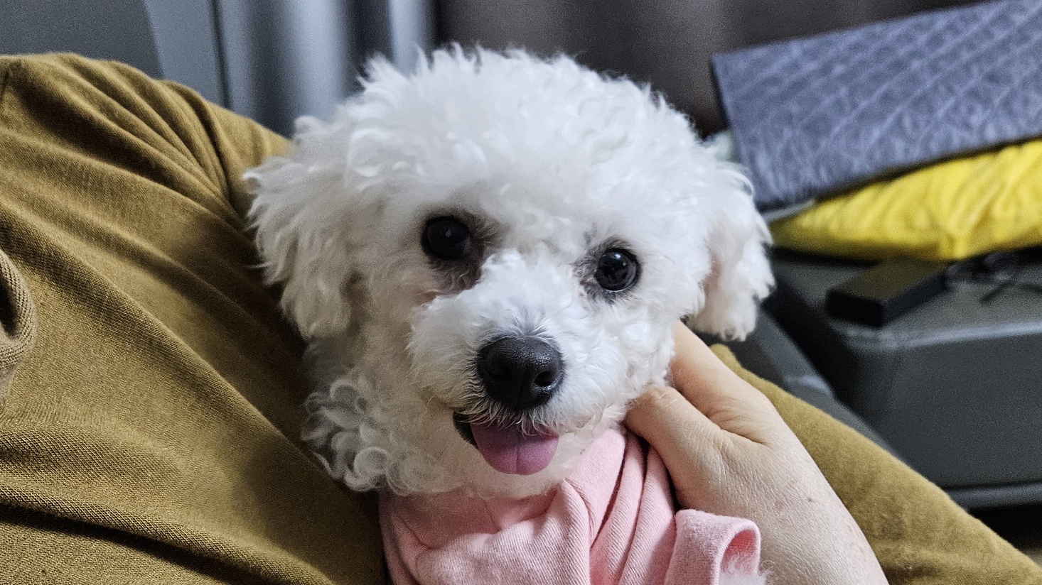 루아(구 양양이) 우리 가족이 된지 4주가 되었습니다.