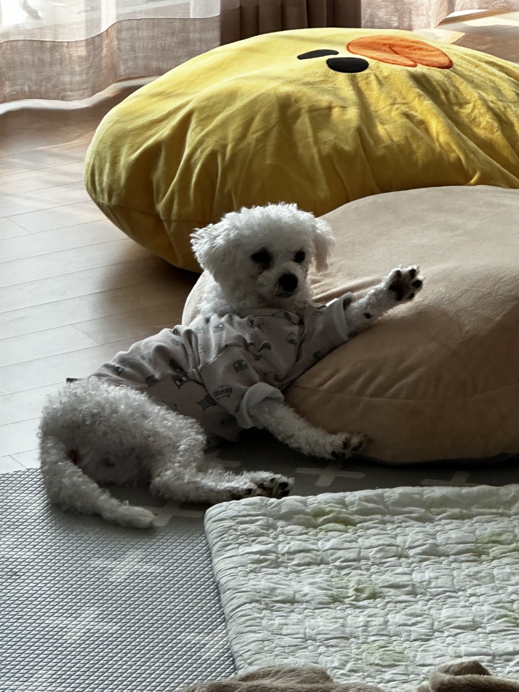 루아(구 양양이) 우리 가족이 된지 4주가 되었습니다.