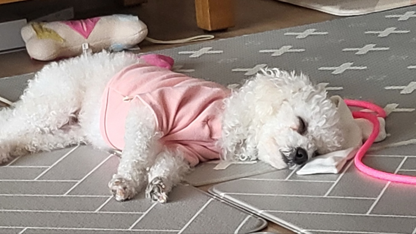 루아(구 양양이) 우리 가족이 된지 4주가 되었습니다.