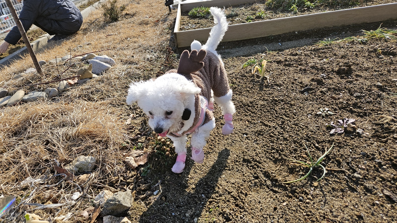 루아(구 양양이) 우리 가족이 된지 4주가 되었습니다.