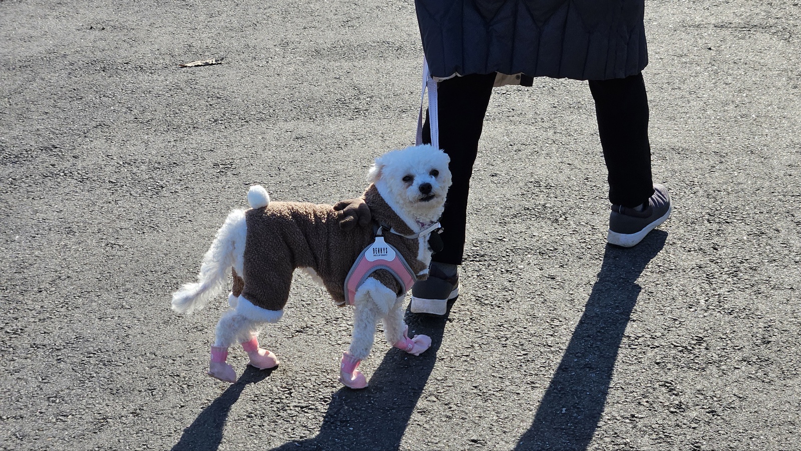 루아(구 양양이) 우리 가족이 된지 4주가 되었습니다.