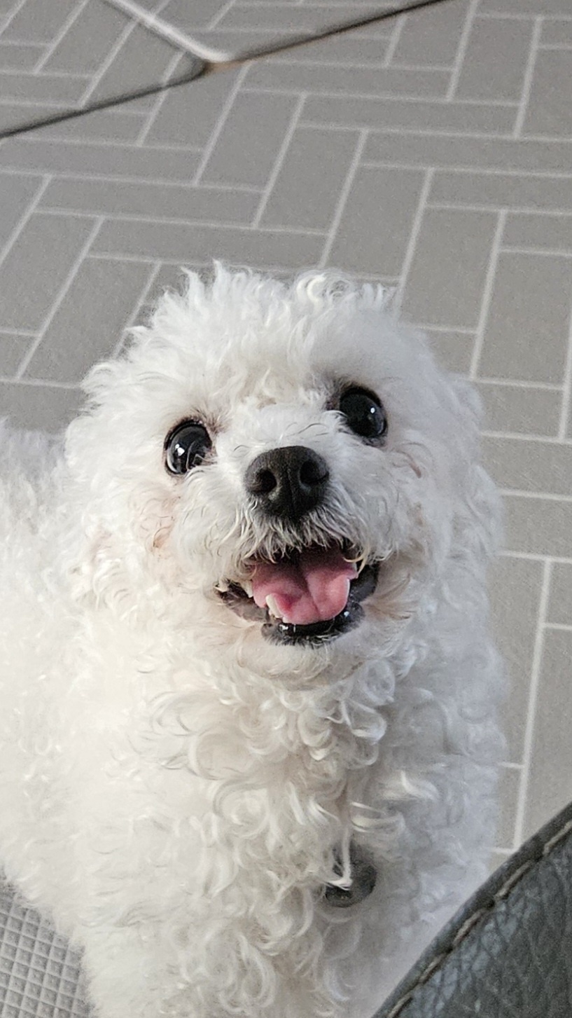 루아(구 양양이) 우리 가족이 된지 4주가 되었습니다.