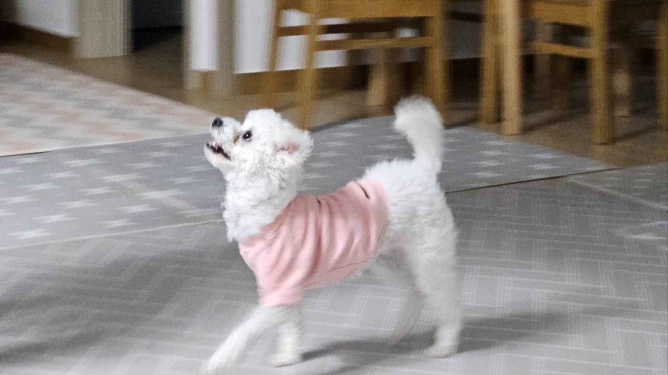 루아(구 양양이) 우리 가족이 된지 4주가 되었습니다.