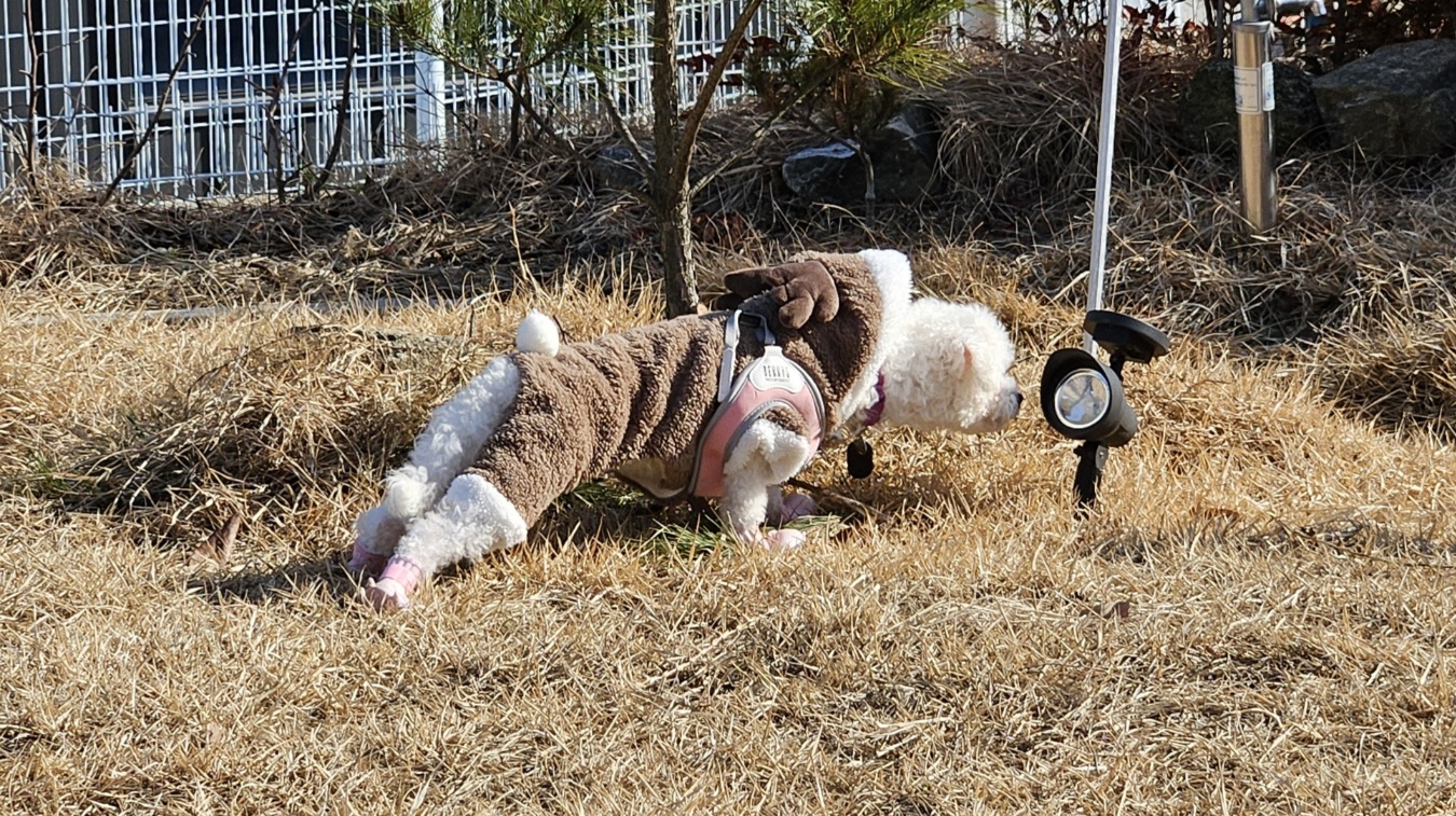 루아(구 양양이) 우리 가족이 된지 4주가 되었습니다.