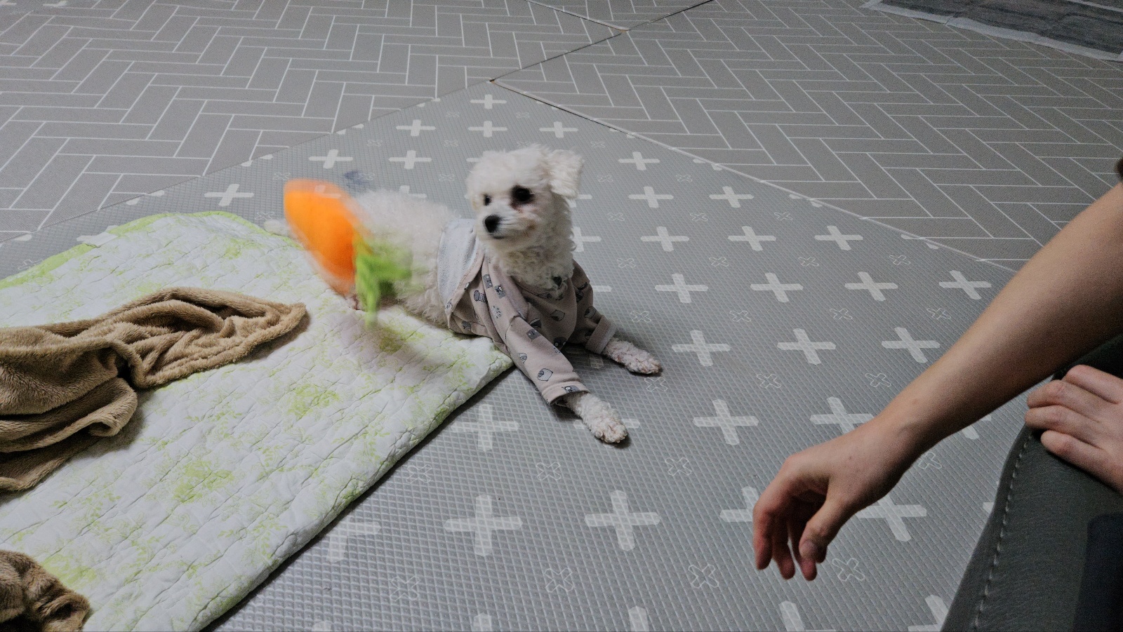 루아(구 양양이) 우리 가족이 된지 4주가 되었습니다.