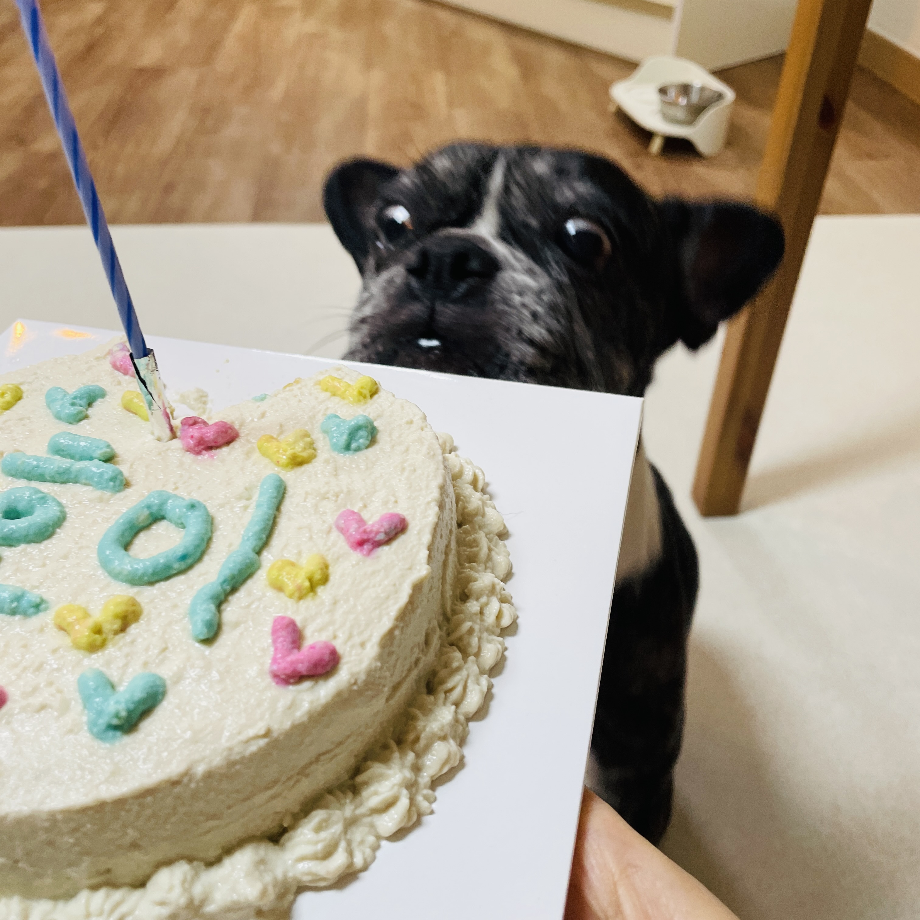 호이 임보일기!!! 💗💗