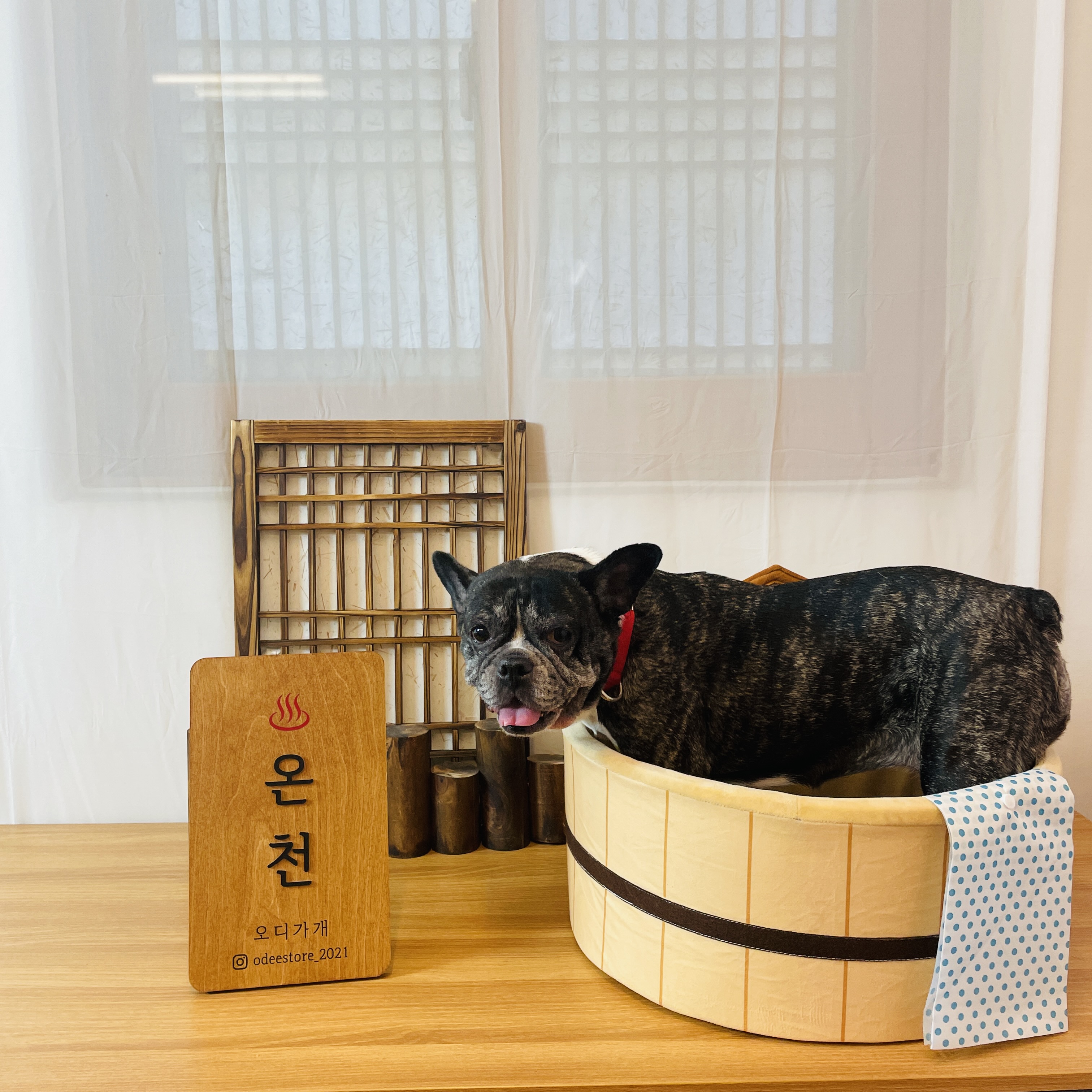 호이 임보일기!!! 💗💗