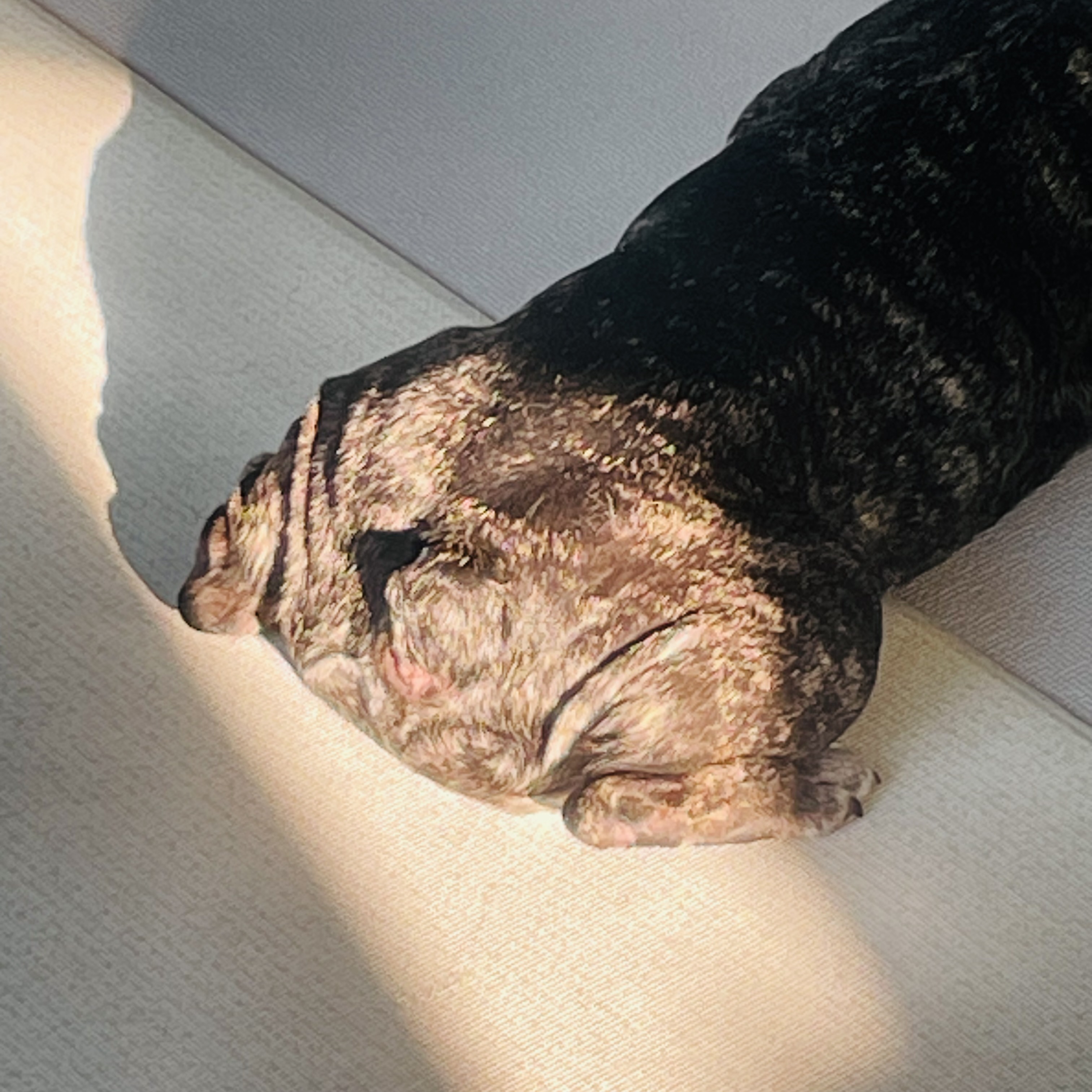 호이 임보일기!!! 💗💗