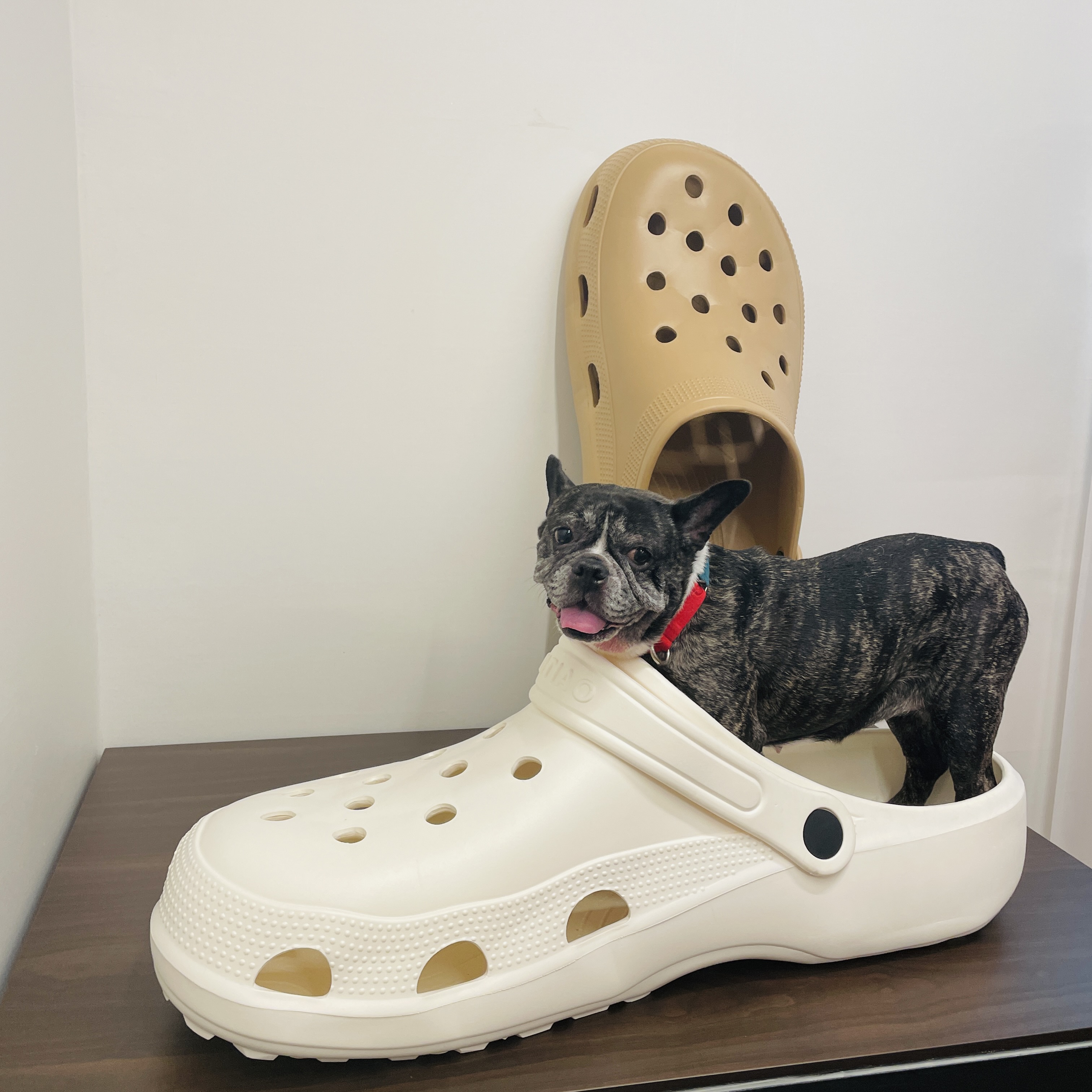 호이 임보일기!!! 💗💗