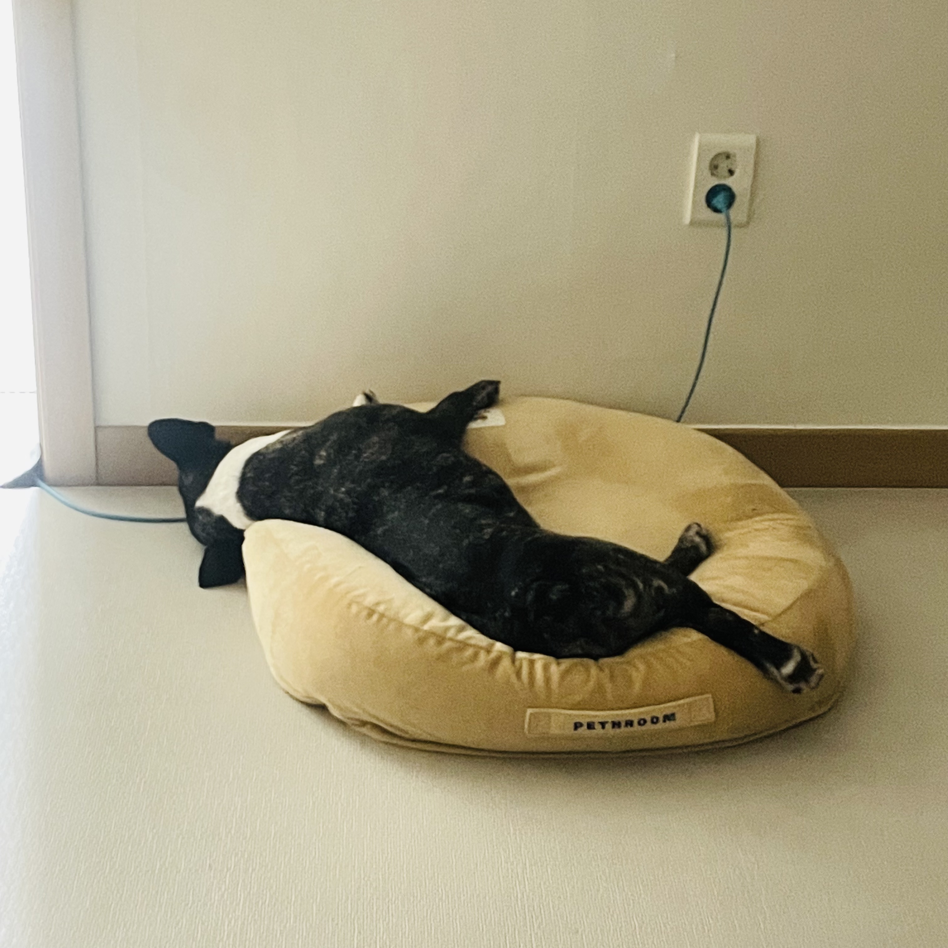 호이 임보일기!!! 💗💗