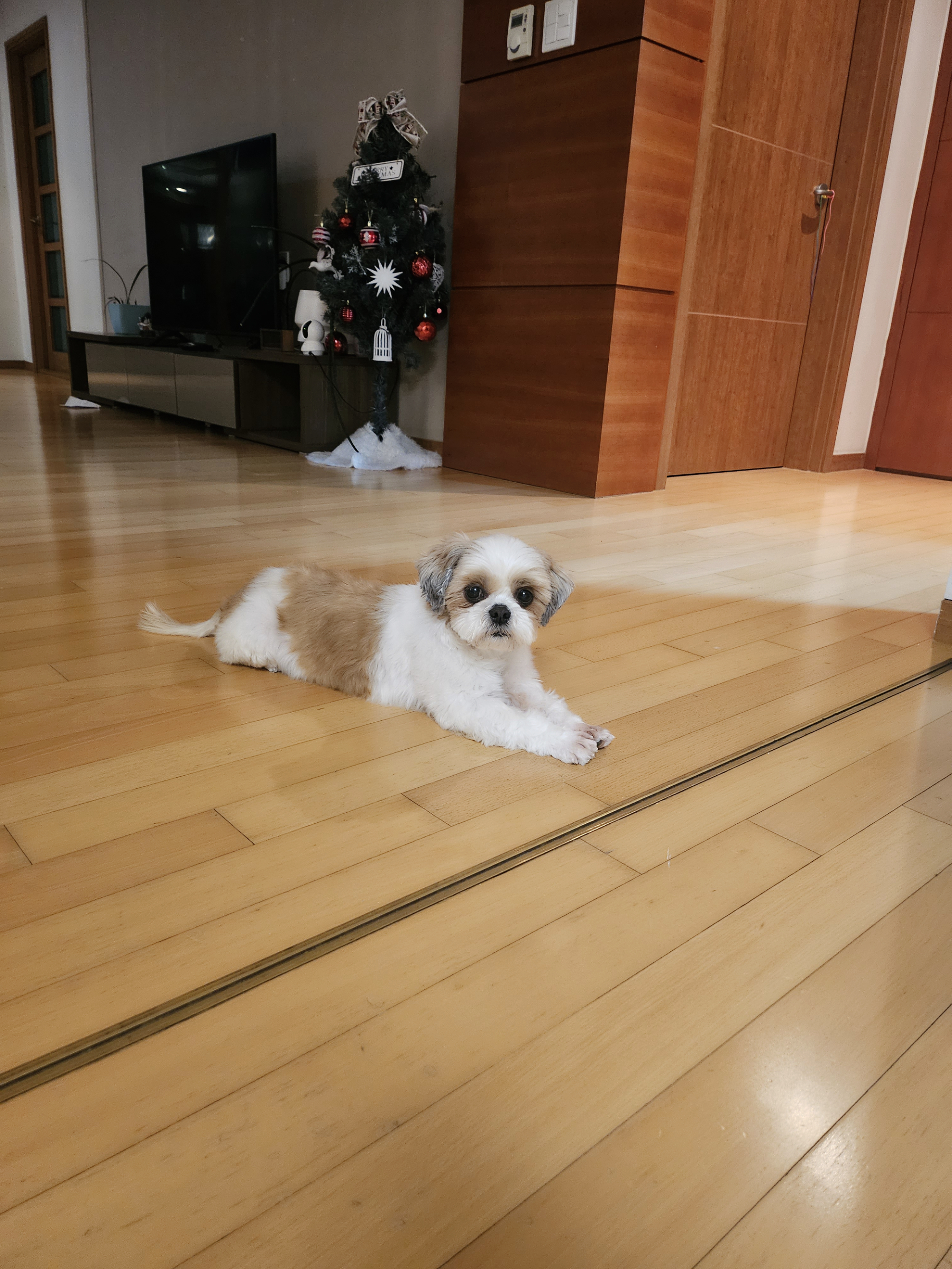 (에밀리_양구28) 튼튼이 한달차 후기