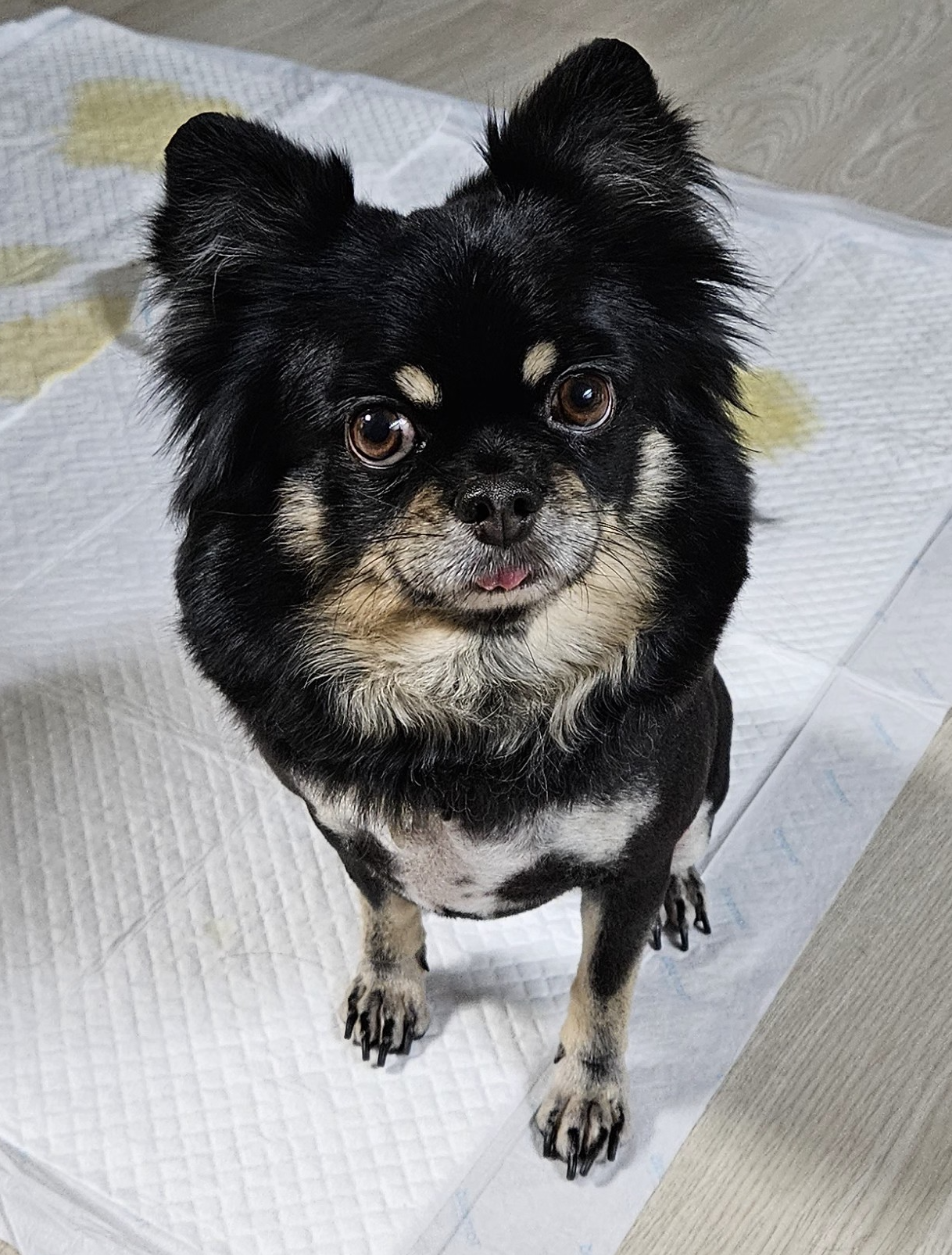 소피(현, 이슬)의 1년 입양 이야기