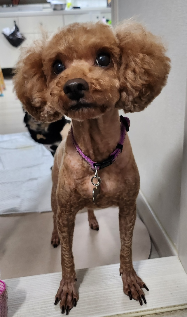 소피(현, 이슬)의 1년 입양 이야기