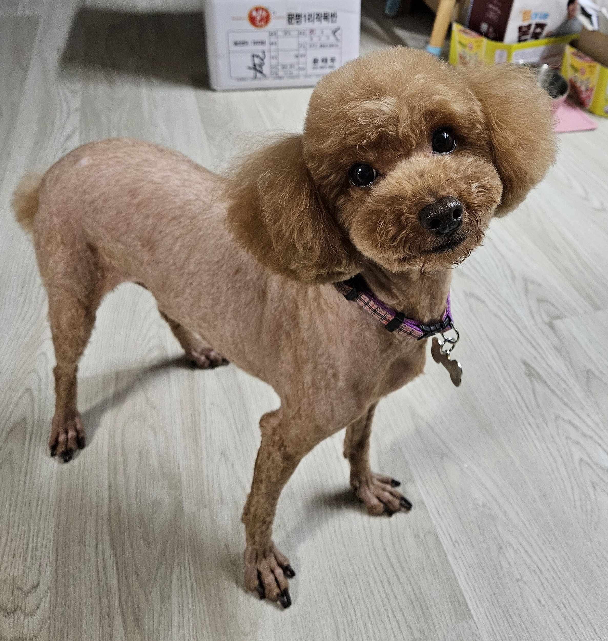 소피(현, 이슬)의 1년 입양 이야기