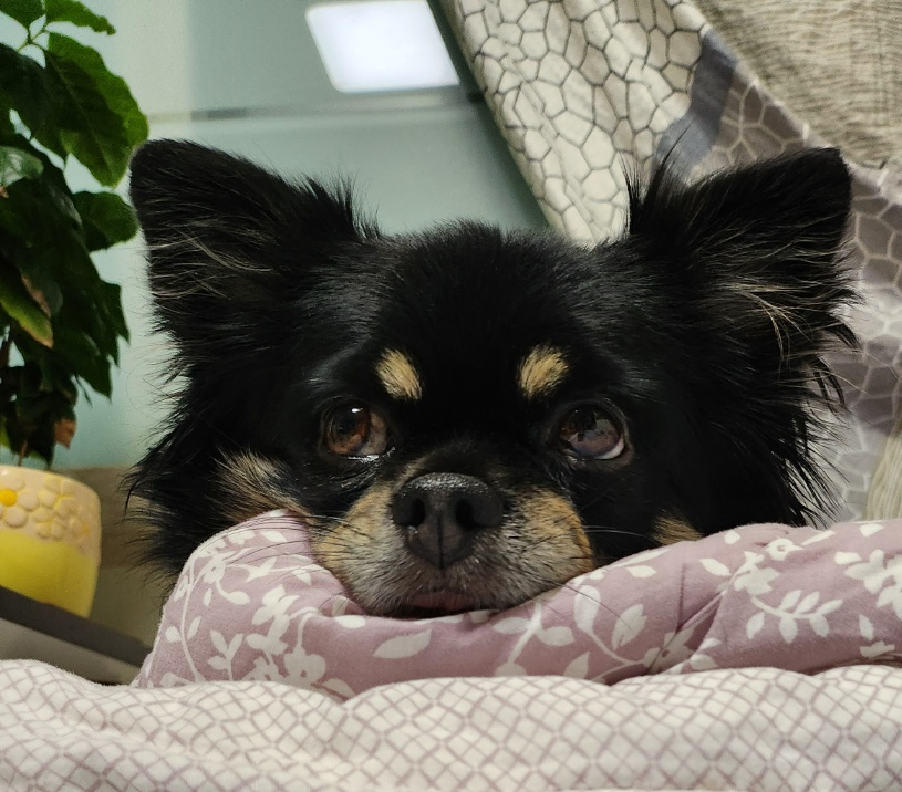 소피(현, 이슬)의 1년 입양 이야기