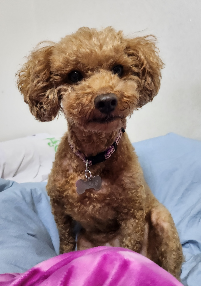 소피(현, 이슬)의 1년 입양 이야기