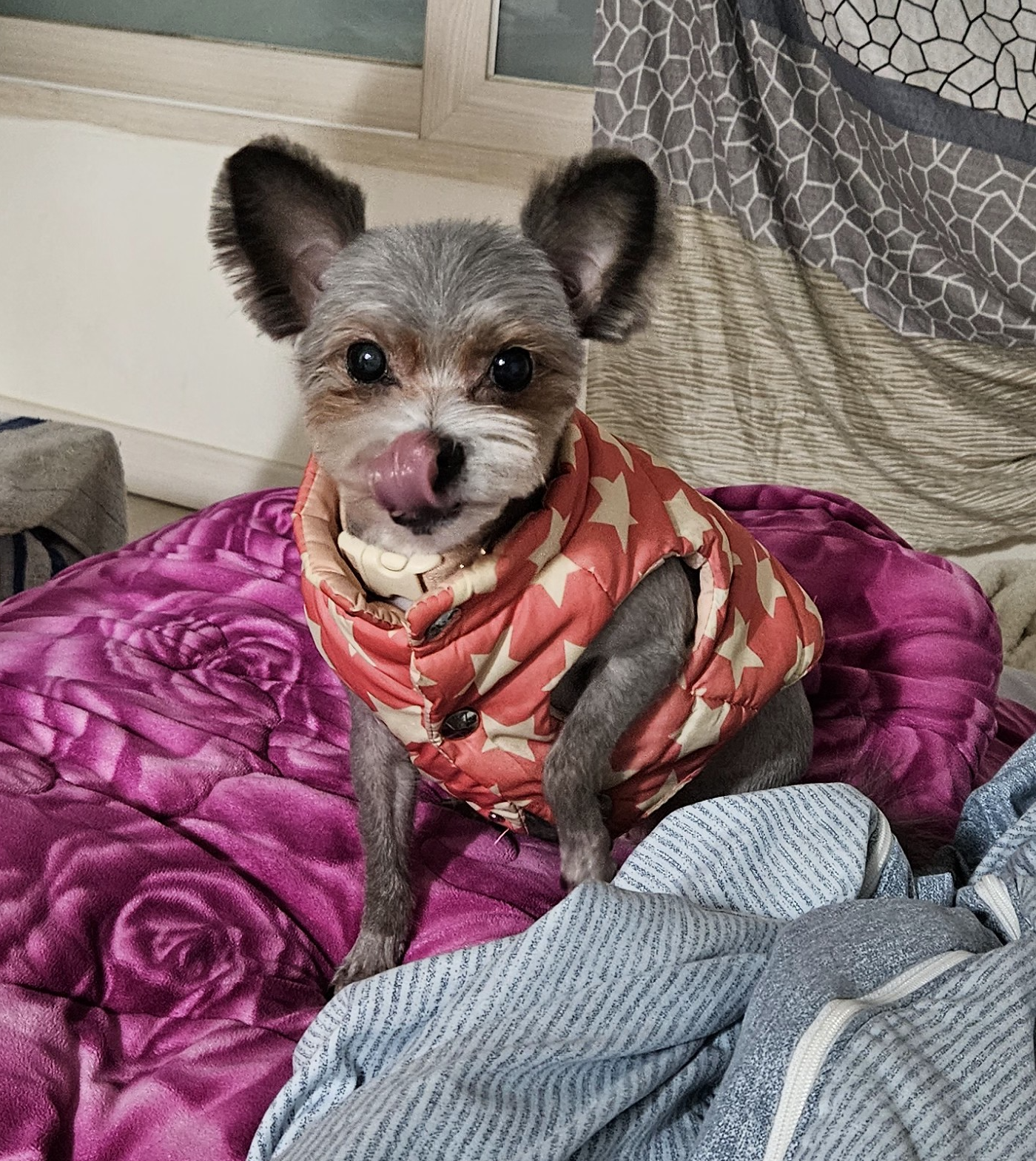 소피(현, 이슬)의 1년 입양 이야기