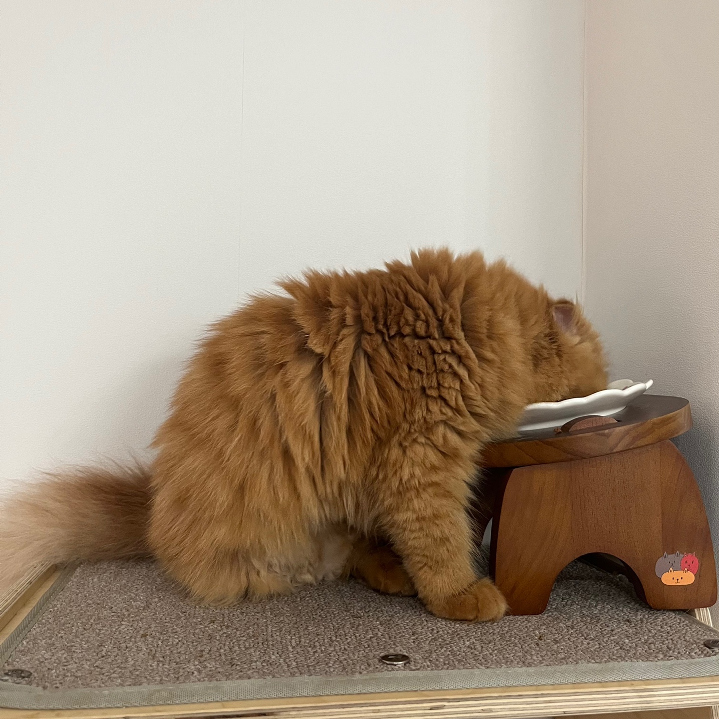 돌고 '도라' 온 만큼 잘 살구같아♡♥♡♥♡♥♡♥